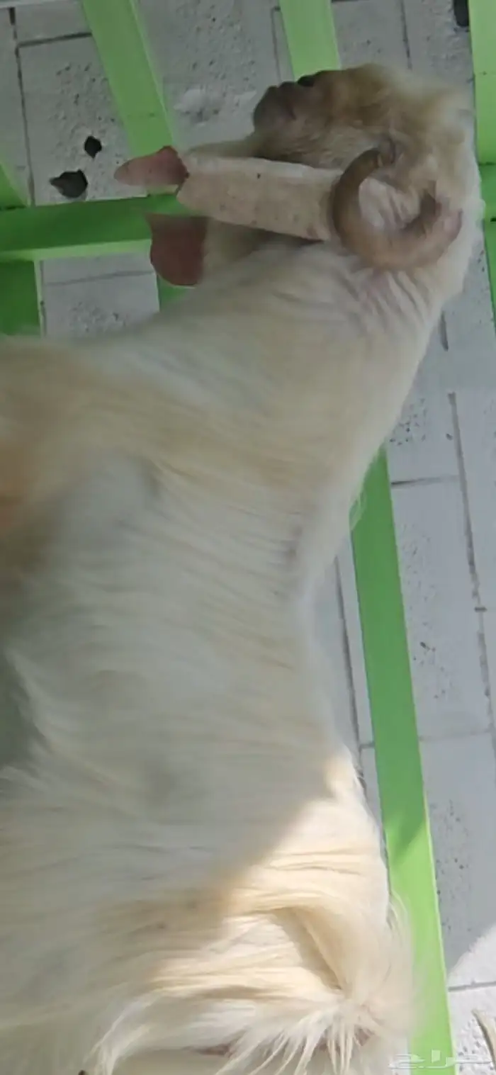 فحل مشروك ابيض كريمي ابرص فاخر من الآخر شرط القريع الحار 6