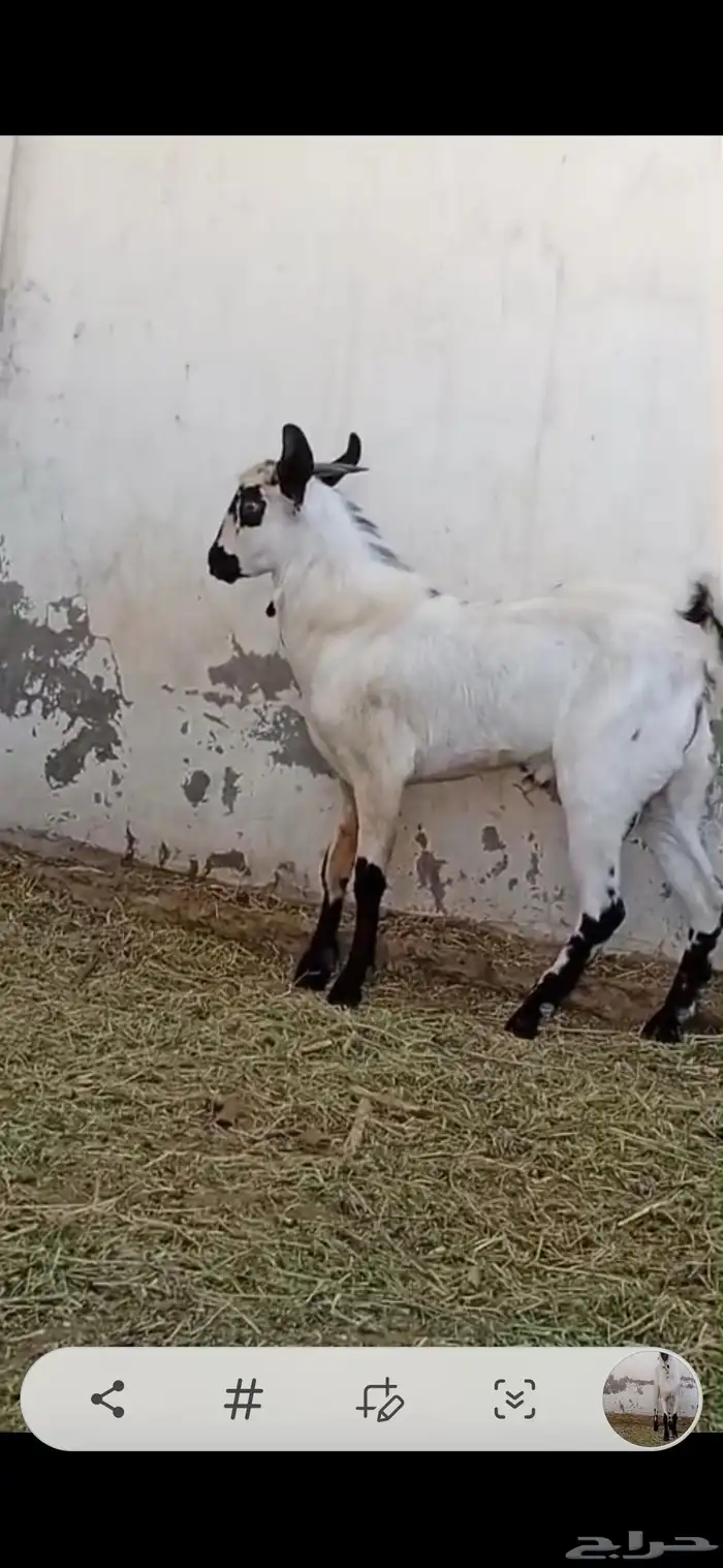 تيس بيشي امرح العمر 7 اشهر تقريبا حار جدا مشروط لو عندك مرا 6