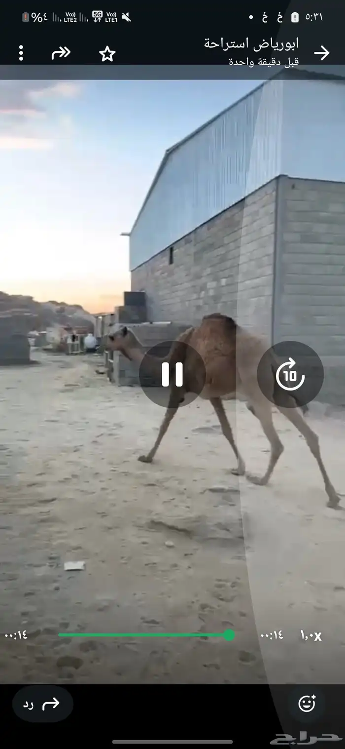 بكره بلدي للبيع 3