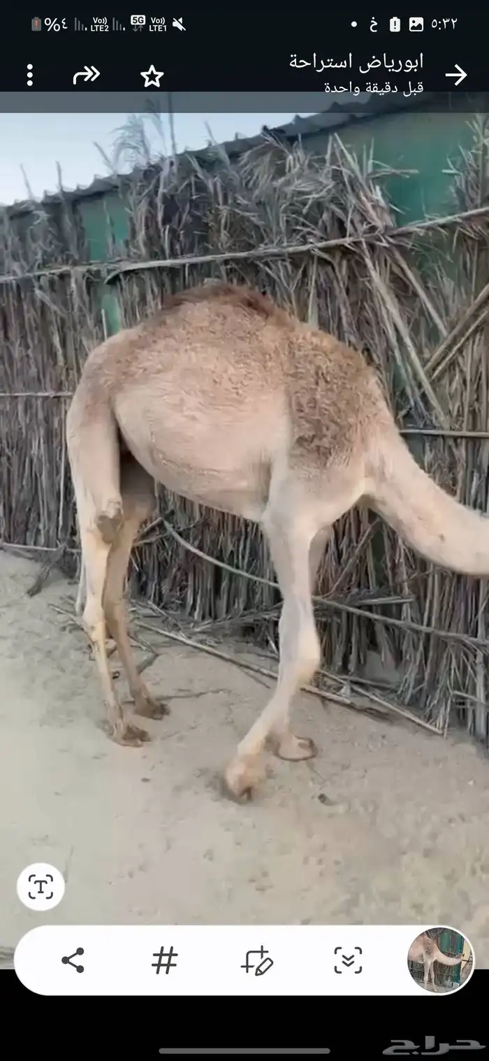 بكره بلدي للبيع 0