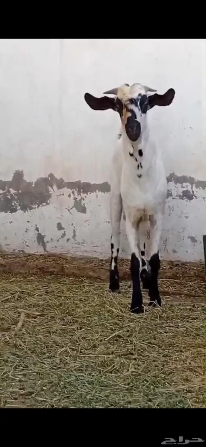 تيس بيشي امرح العمر 7 اشهر تقريبا حار جدا مشروط لو عندك مرا 8