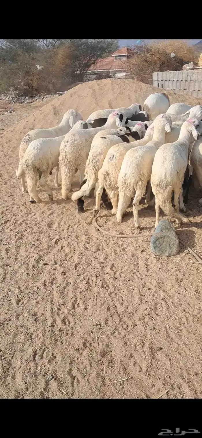 للبيع طليان سواكن شي نضيف ومقفله شحم 1