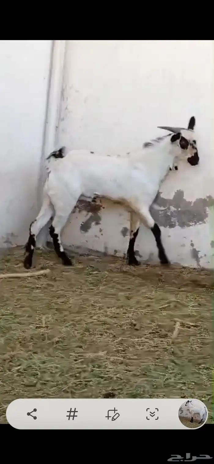 تيس بيشي امرح العمر 7 اشهر تقريبا حار جدا مشروط لو عندك مرا 4