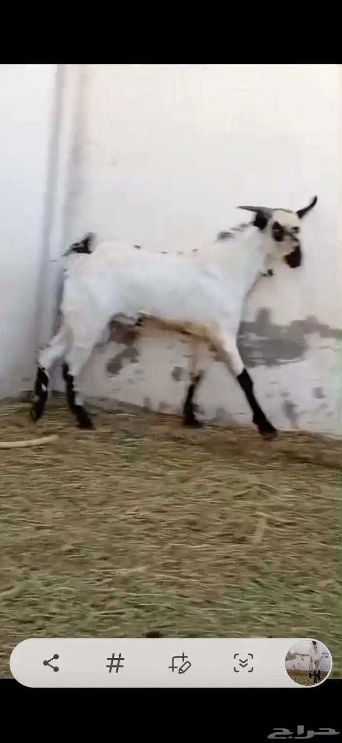 تيس بيشي امرح العمر 7 اشهر تقريبا حار جدا مشروط لو عندك مرا 7