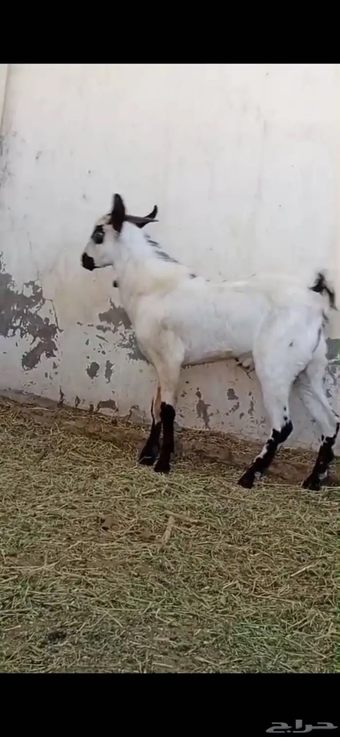 تيس بيشي امرح العمر 7 اشهر تقريبا حار جدا مشروط لو عندك مرا 5