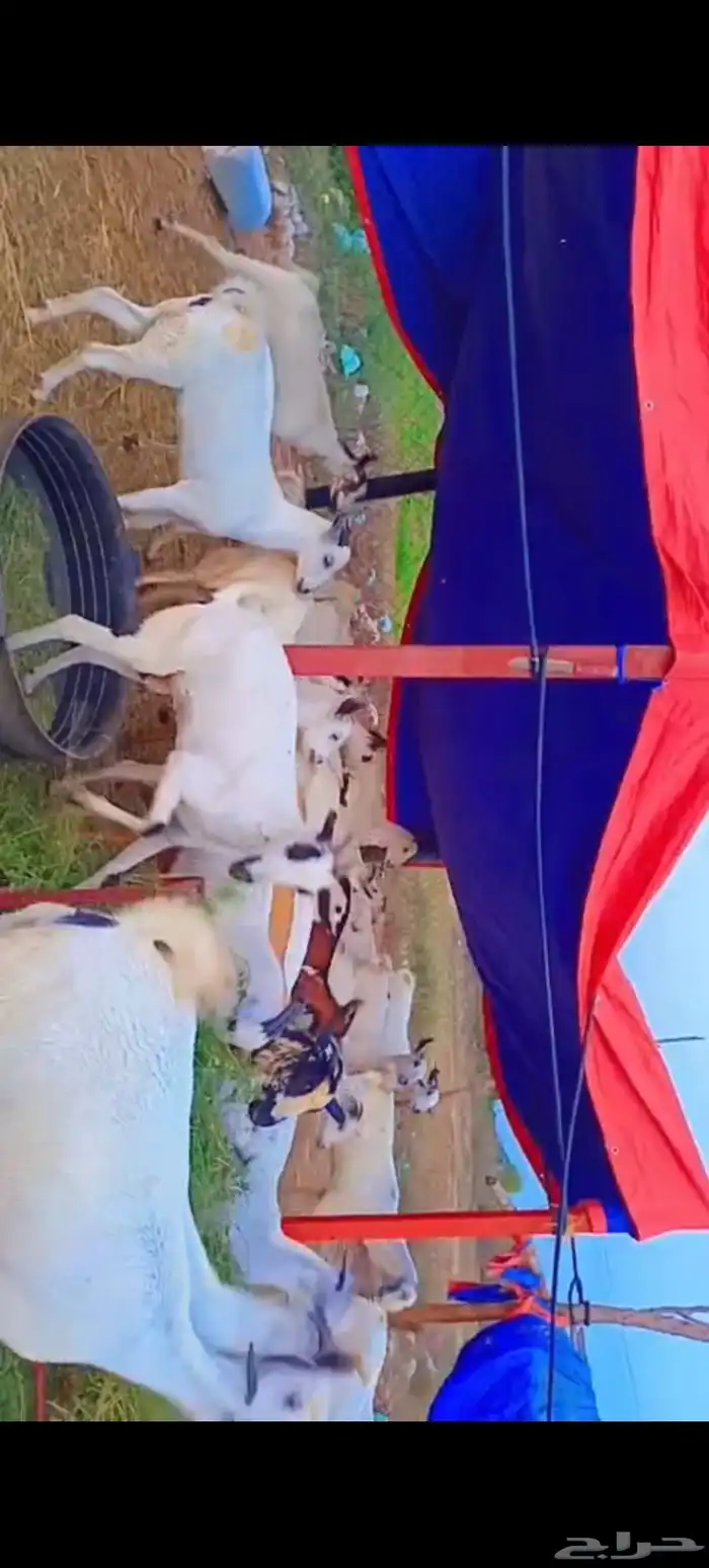 اعرض لكم معزه مشاء الله تبارك 1