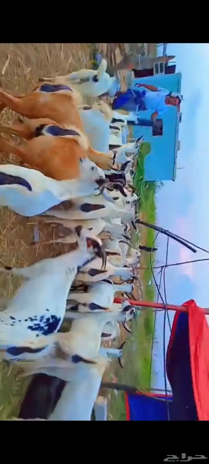 اعرض لكم معزه مشاء الله تبارك 4