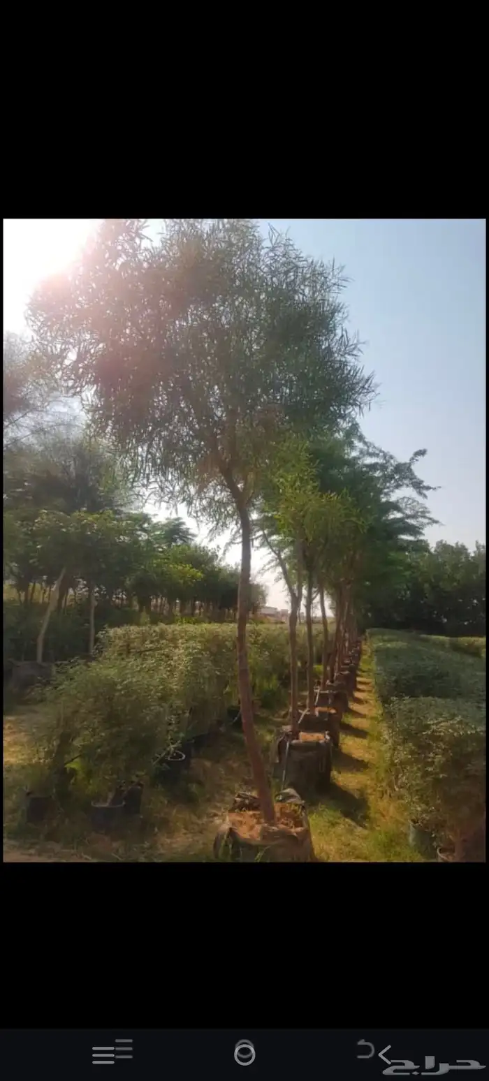 توريد وزراعه نخيل واشنطني وعربي بجميع المقاسات 5