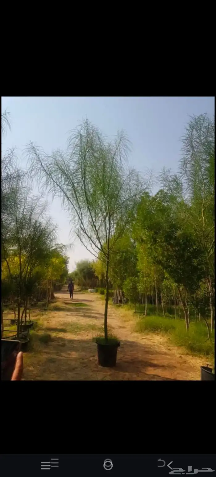 توريد وزراعه نخيل واشنطني وعربي بجميع المقاسات 4