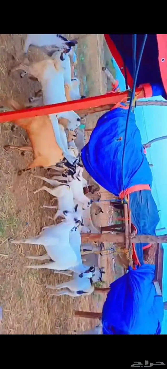 اعرض لكم معزه مشاء الله تبارك 0