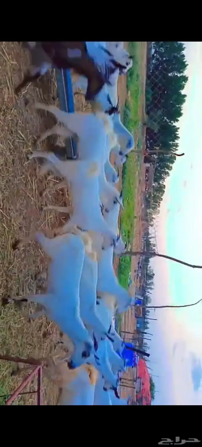 اعرض لكم معزه مشاء الله تبارك 5