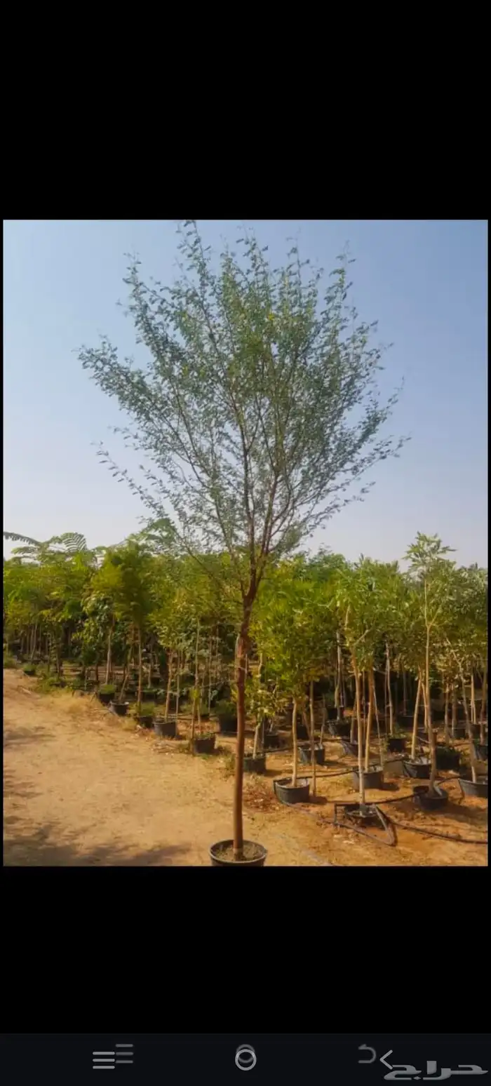 توريد وزراعه نخيل واشنطني وعربي بجميع المقاسات 6