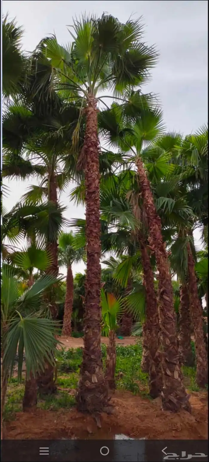 توريد وزراعه نخيل واشنطني وعربي بجميع المقاسات 0