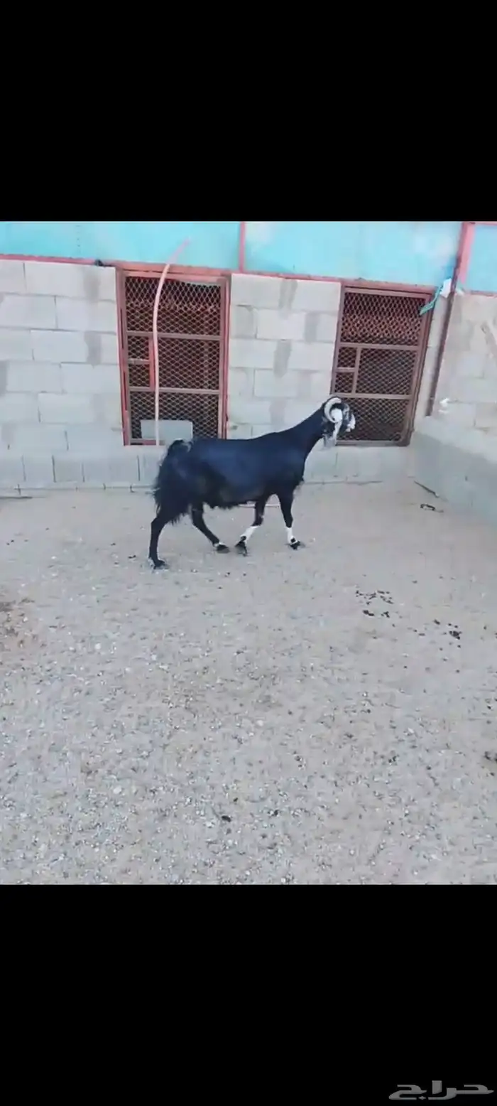 للبيع عنز عارضيه. دافع مبين. نظيفه شرط 0