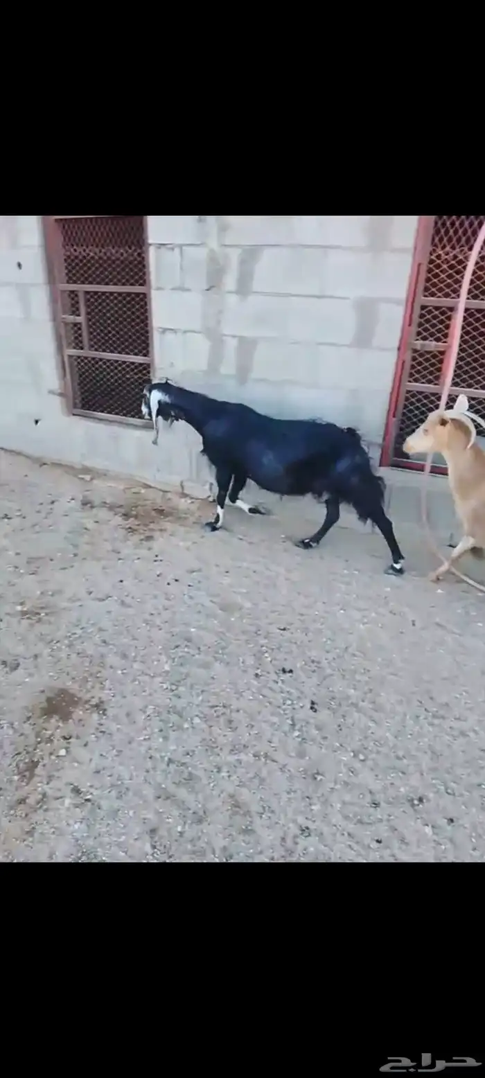 للبيع عنز عارضيه. دافع مبين. نظيفه شرط 1