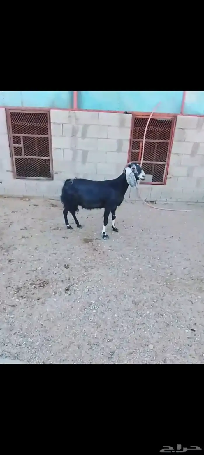 للبيع عنز عارضيه. دافع مبين. نظيفه شرط 2