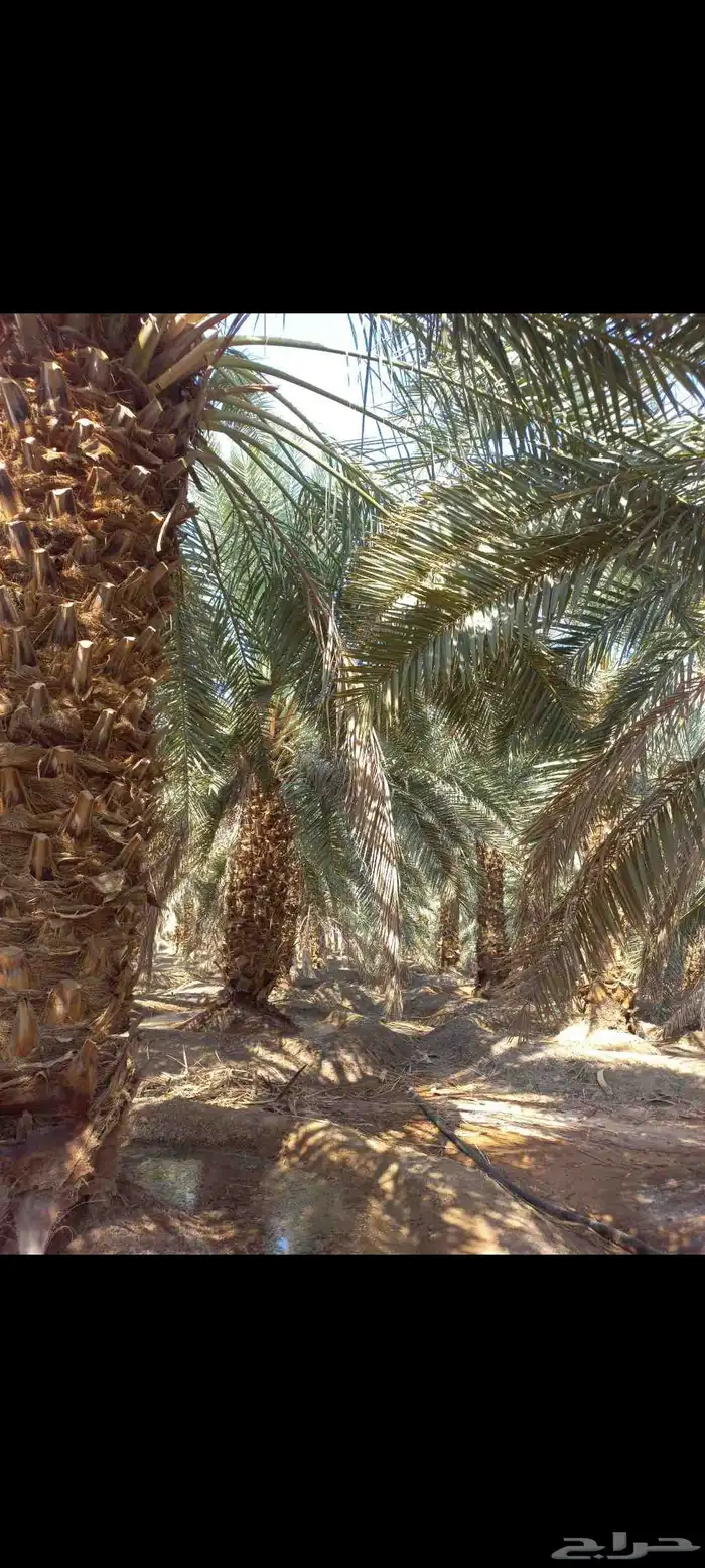 مزرعة للإجار 14