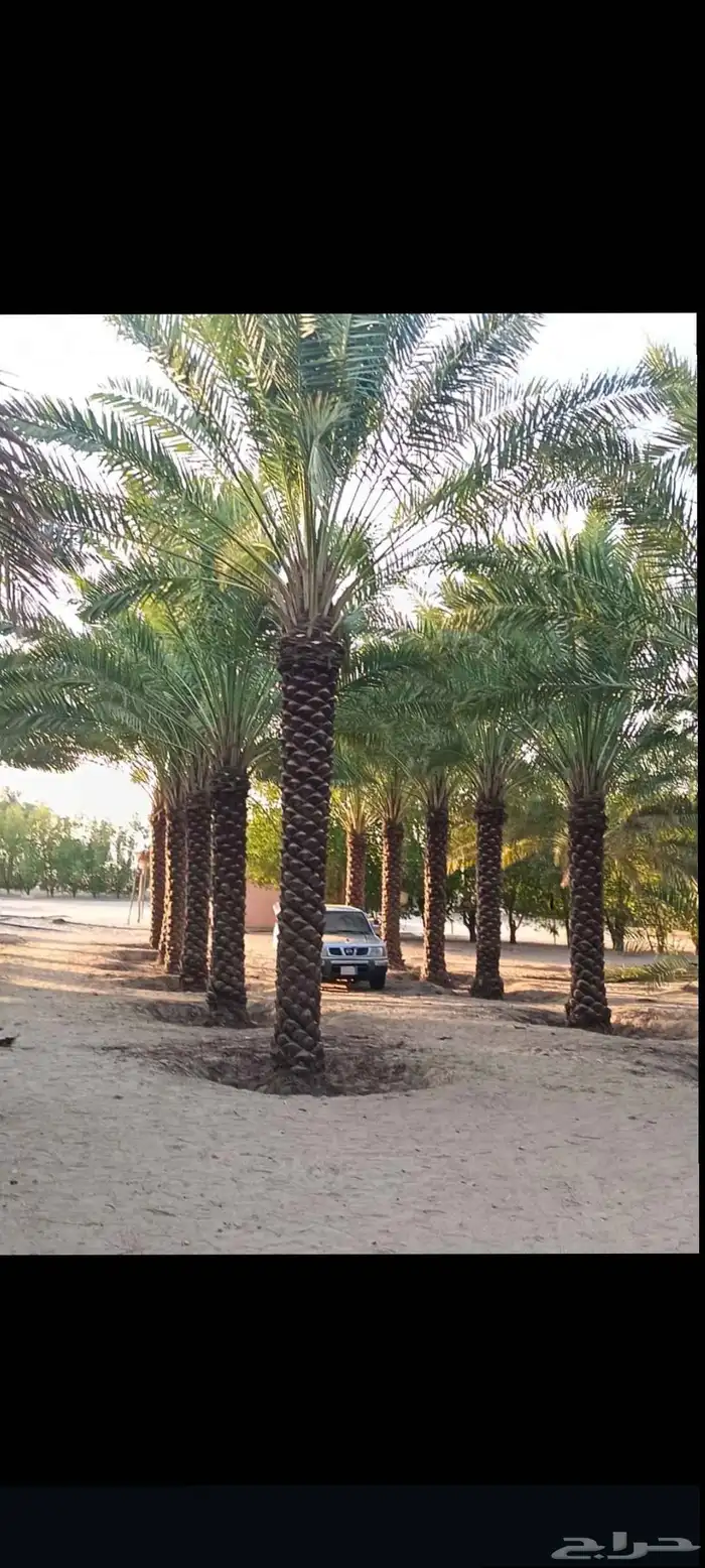 الموقع العولقه 3