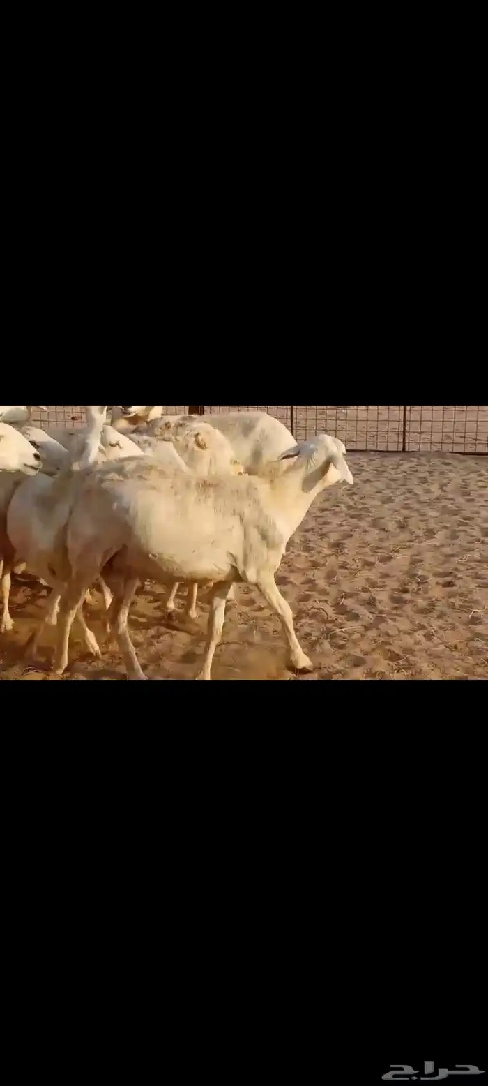 غنم حريه دفيع 1