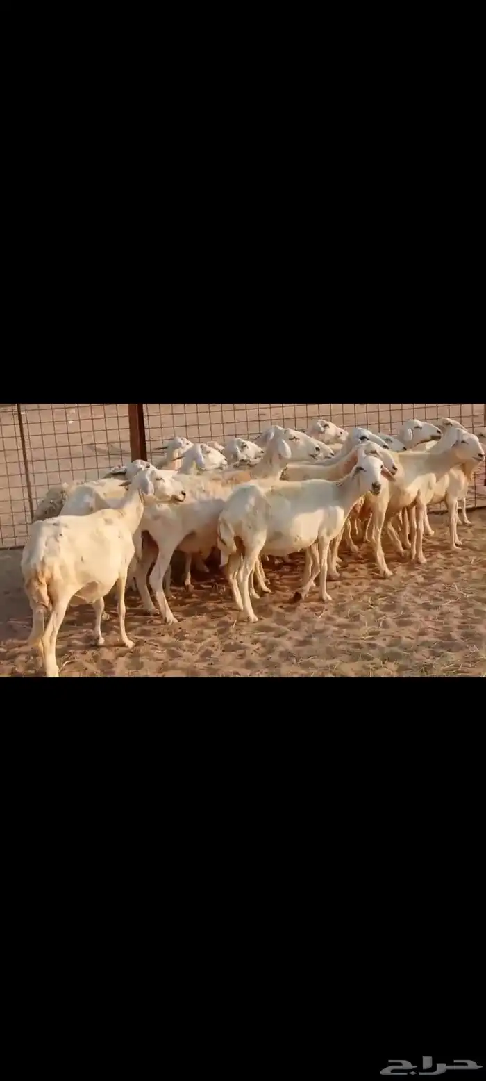 غنم حريه دفيع 0