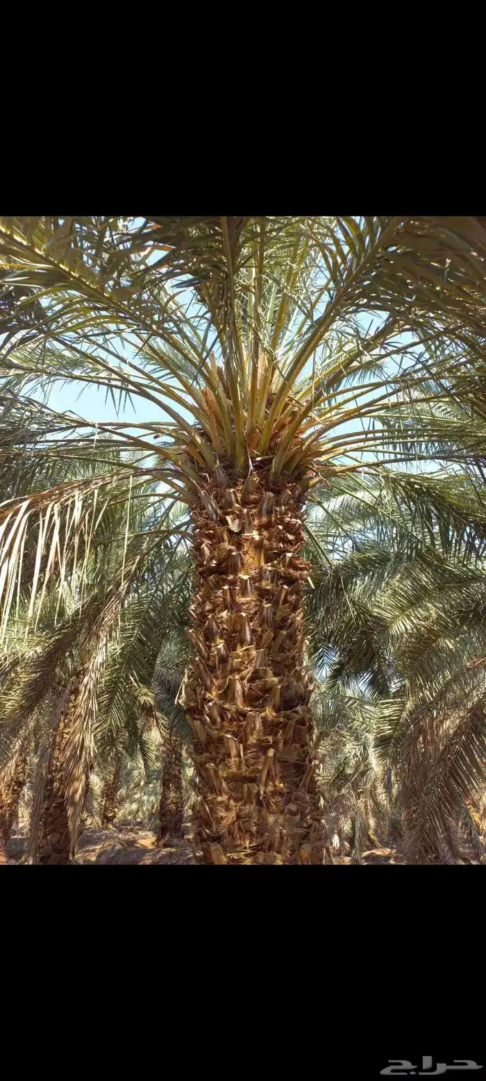 مزرعة للإجار 12