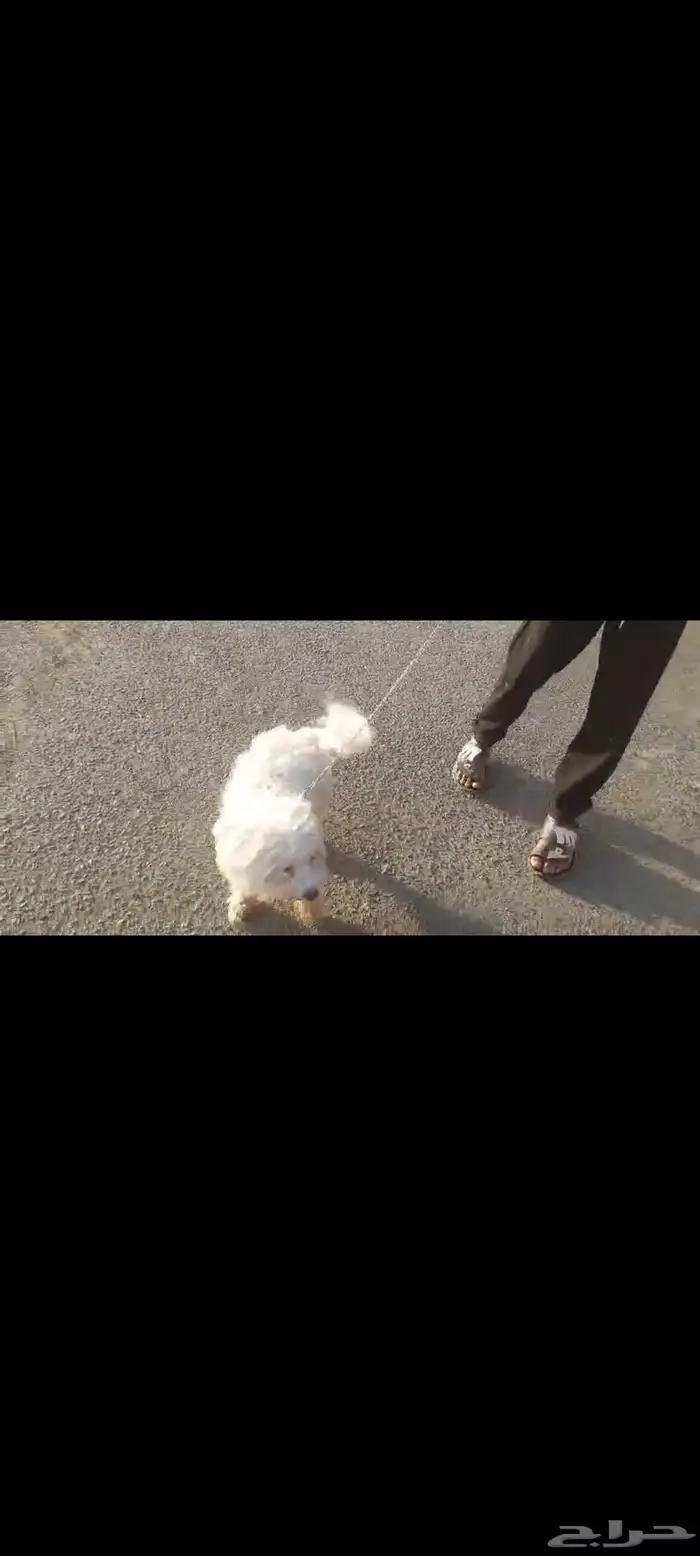 كلبة للبيع او البدل 2