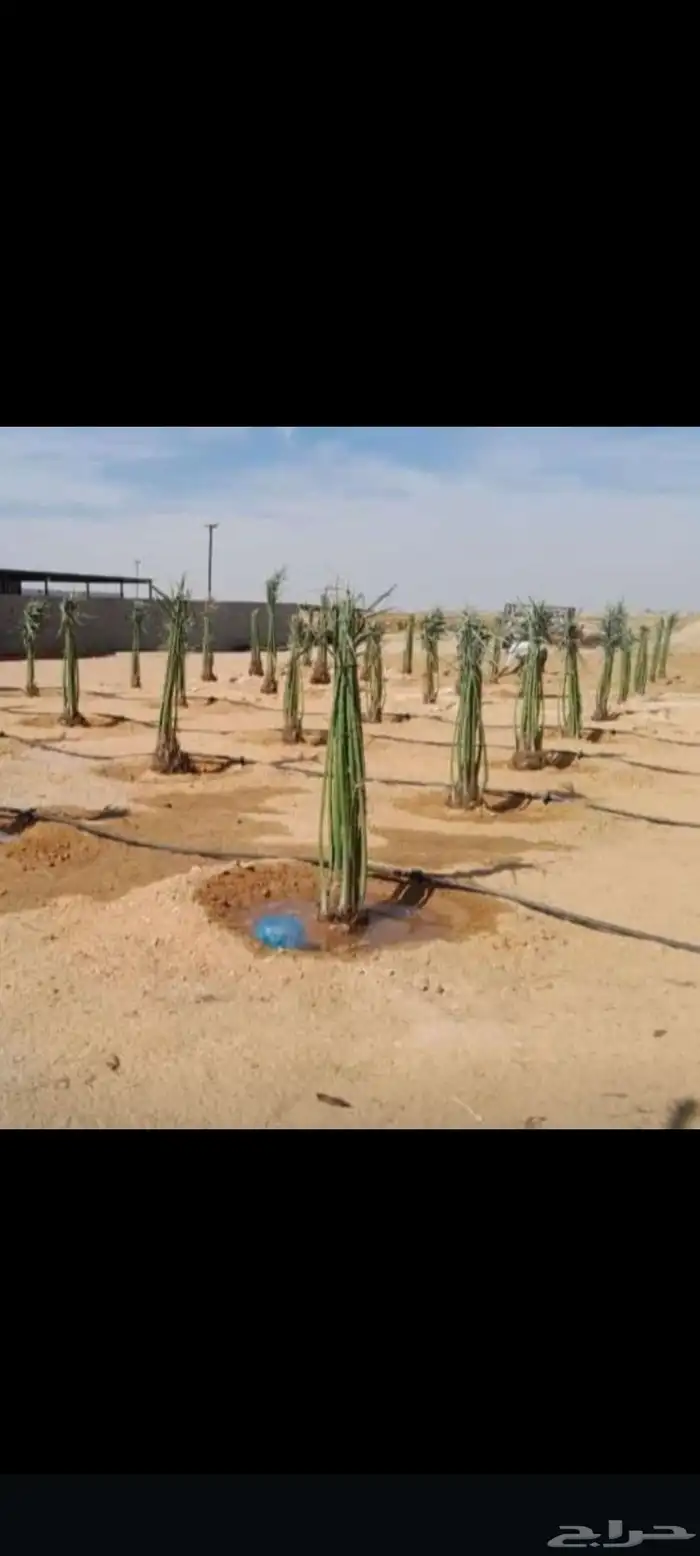 الموقع العولقه 2