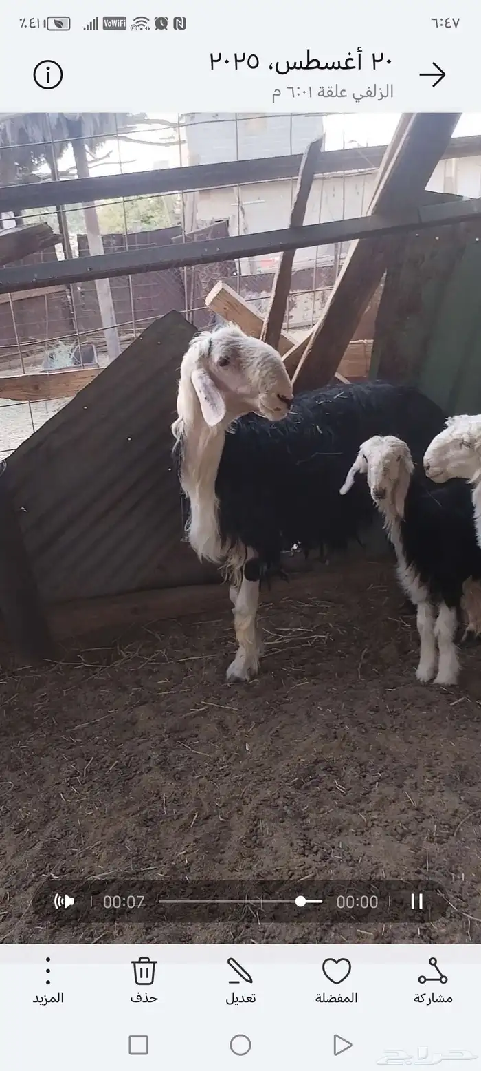 خروف نجدي طيب 2