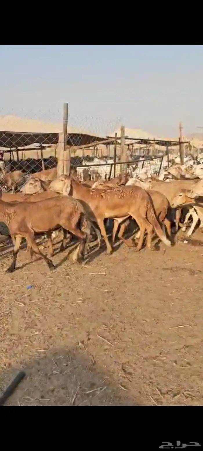 سواكن حمري وزن ورخيصه للبيع 3