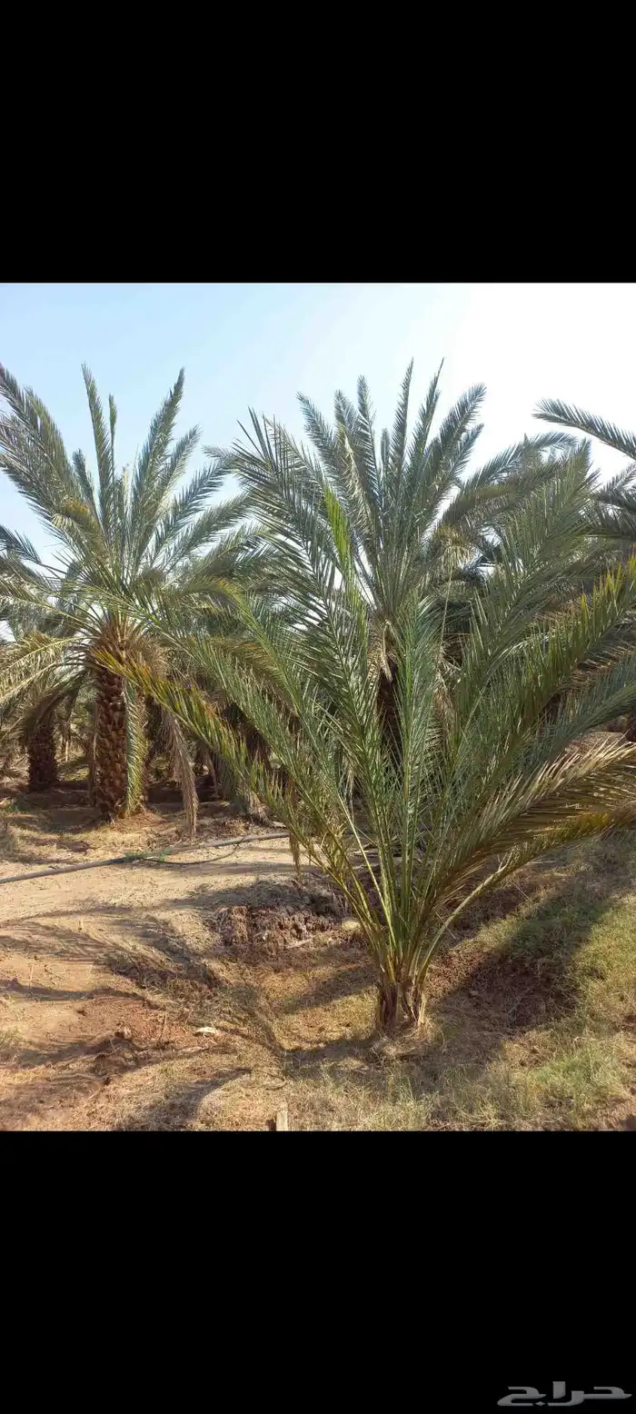 مزرعة للإجار 13