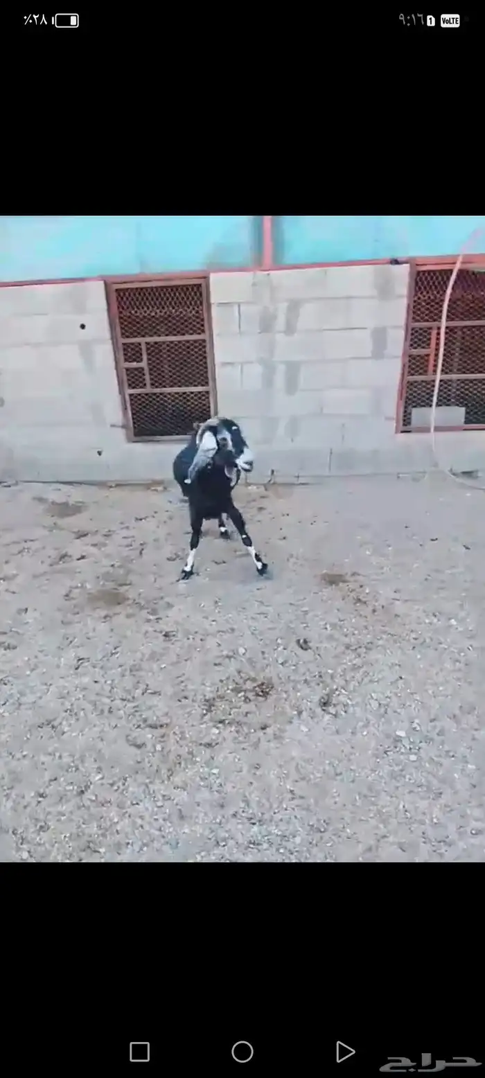 للبيع عنز عارضيه. دافع مبين. نظيفه شرط 3