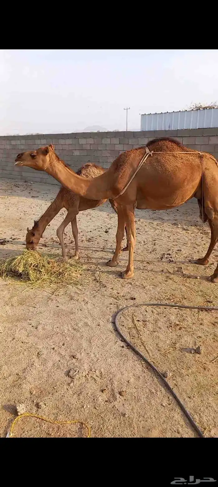 خلفه ثنيه للبيع 0