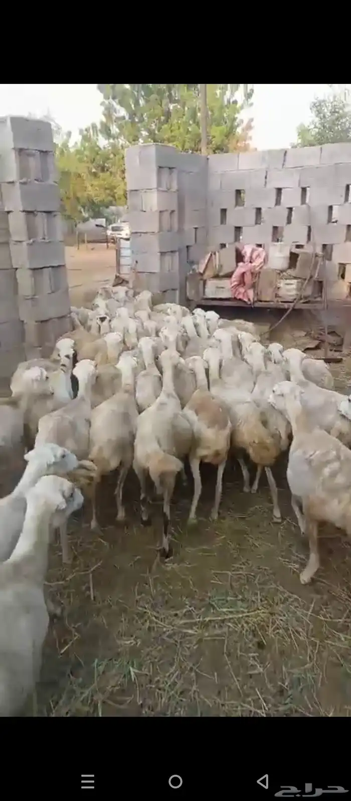 ضان مقاني دفيع قرايب على وشك الوالده على شرط العدد خمسين مع 2