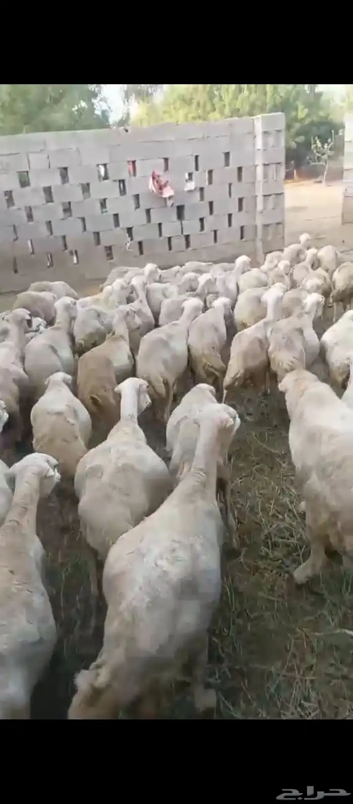 ضان مقاني دفيع قرايب على وشك الوالده على شرط العدد خمسين مع 0