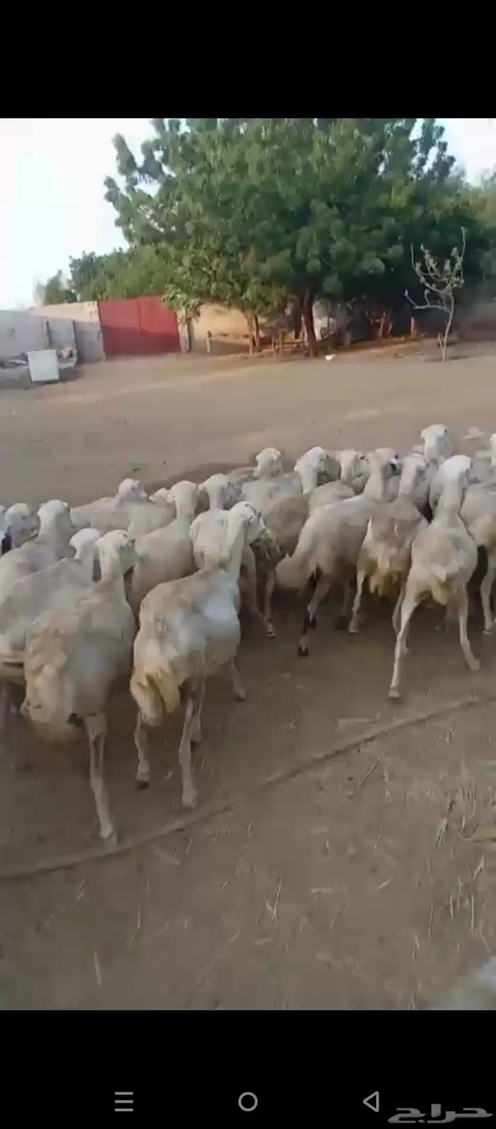 ضان مقاني دفيع قرايب على وشك الوالده على شرط العدد خمسين مع 1