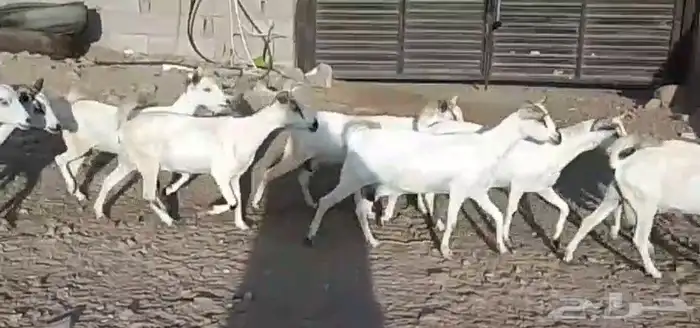 معزا بيشيات ولد مراح واحد 17 معها 19 ذبايح مضبي 4