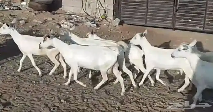 معزا بيشيات ولد مراح واحد 17 معها 19 ذبايح مضبي 3