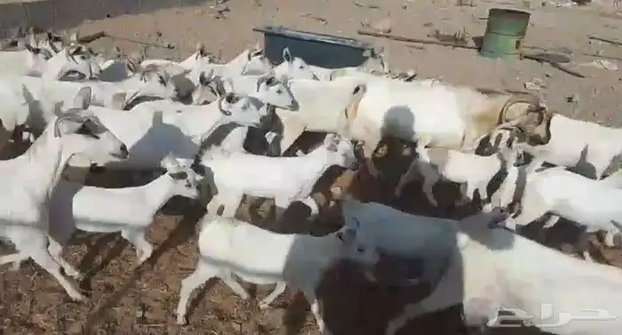 معزا بيشيات ولد مراح واحد 17 معها 19 ذبايح مضبي 2