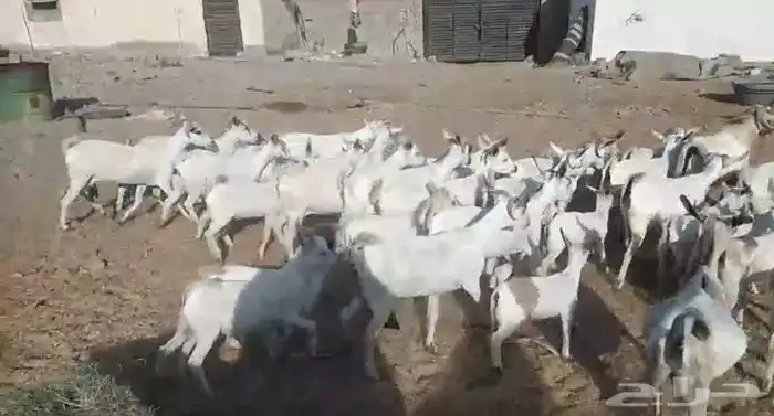 معزا بيشيات ولد مراح واحد 17 معها 19 ذبايح مضبي 1