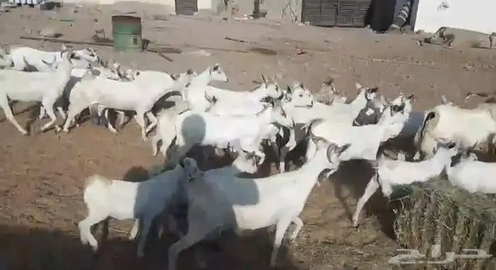 معزا بيشيات ولد مراح واحد 17 معها 19 ذبايح مضبي 0