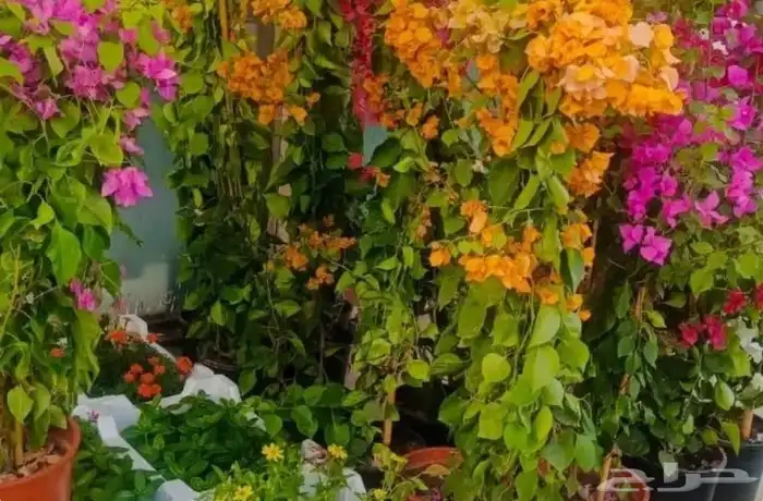 مشتل الزرع الطبيعي جميع انواع الزرع الطبيعي 4