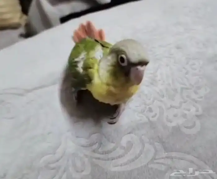 استمارة بيع ماشاء الله تبارك الله.. فروخ فاخرة فاخر 0