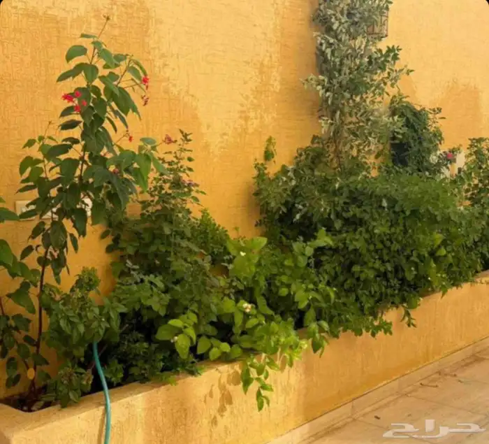 تنسيق حدايق واحواش فلل 1