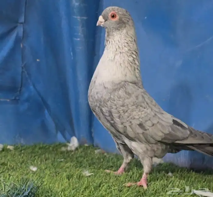 جوز قرقاطي ناعم مدلل 3