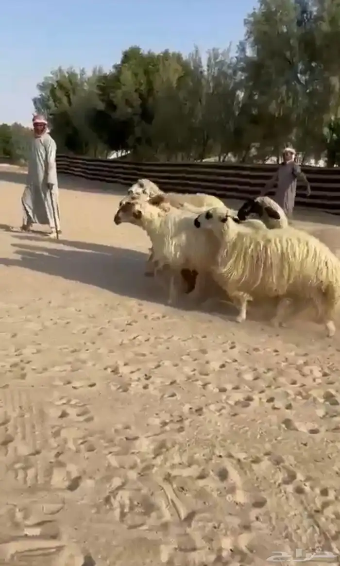 غنم عرب بيض 3