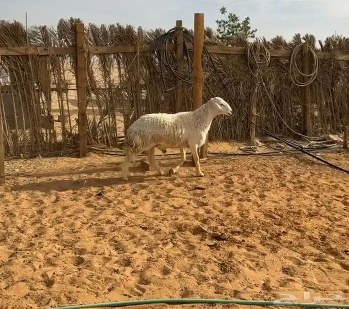 فحل حري ثني 0