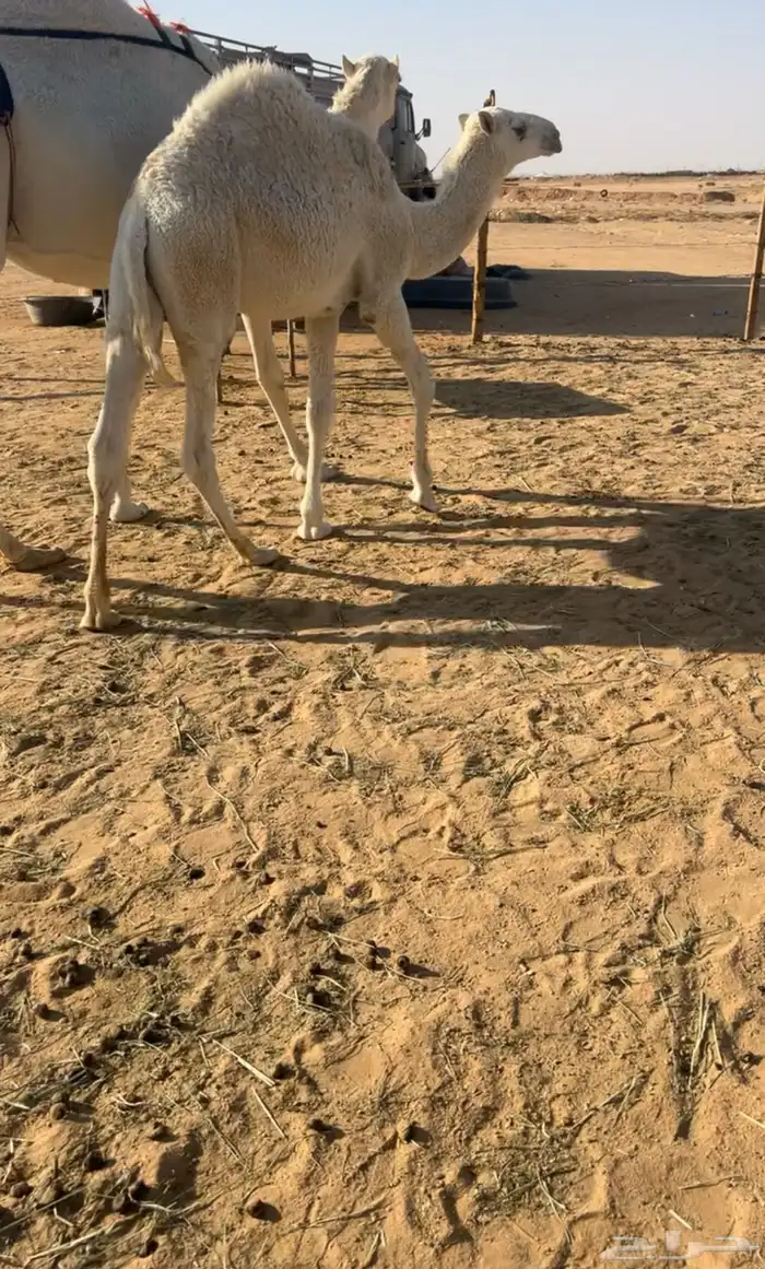 قعود عمره 10 شهور فل 0