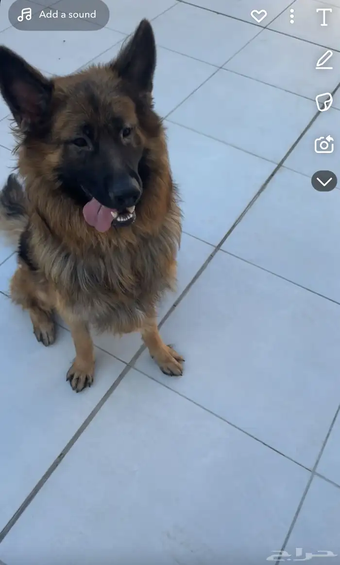 جيرمن شيبرد 1