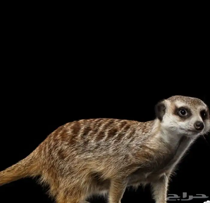 انثى الميركات 0