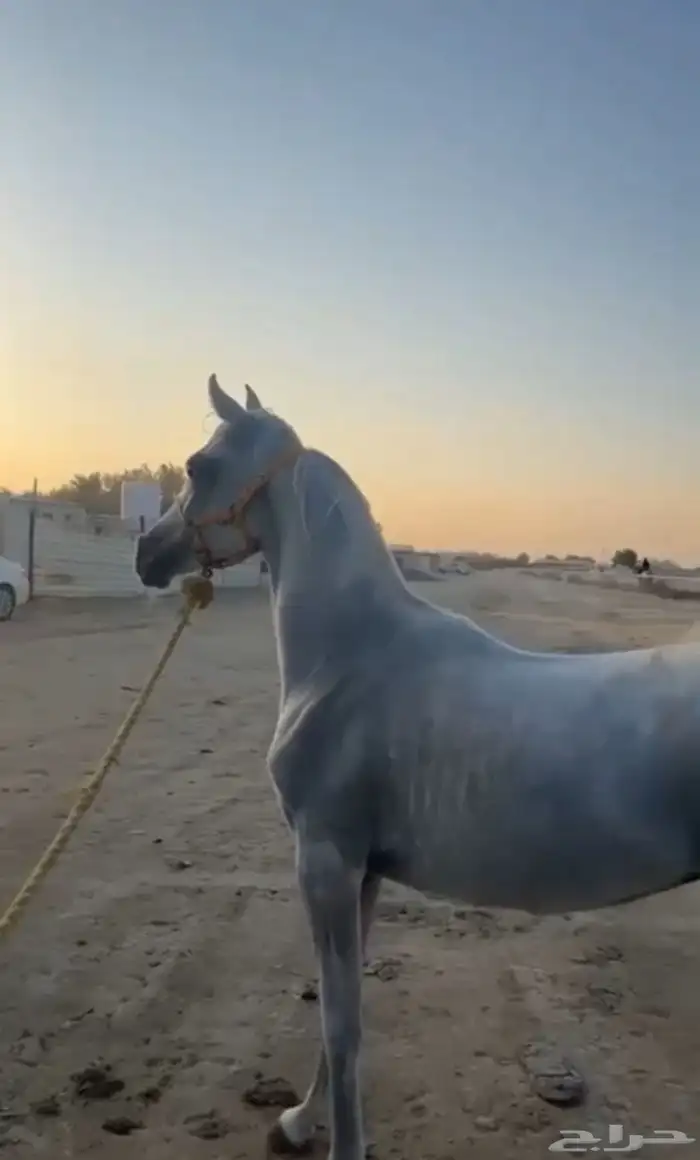 حصان شعبي طيب ب الحيل 1